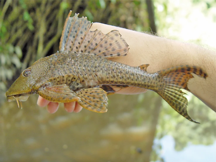 Hypostomus, inwazyjna w Azji ryba pochodząca z Ameryki Południowej Ręka trzymająca dużą, brązowo-cętkowaną rybę słodkowodną o wydłużonym ciele, wyraźnych płetwach i charakterystycznej głowie pokrytej płytkami.