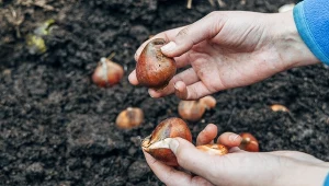 Sadź tulipany warstwami z innymi kwiatami. Wiosną donica utonie w kolorach
