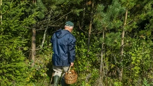 W lesie łatwo stracić orientację. Tarnowska policja apeluje do grzybiarzy