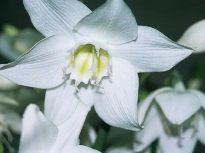 Eucharis, czyli lilia amazońska to jedna z najpiękniejszych egzotycznych roślin doniczkowych Eucharis, czyli lilia amazońska to jedna z najpiękniejszych egzotycznych roślin doniczkowych
