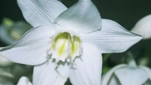 Eucharis, czyli lilia amazońska to jedna z najpiękniejszych egzotycznych roślin doniczkowych