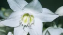 Eucharis, czyli lilia amazońska to jedna z najpiękniejszych egzotycznych roślin doniczkowych
