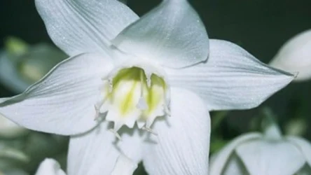 Eucharis, czyli lilia amazońska to jedna z najpiękniejszych egzotycznych roślin doniczkowych