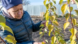Te rośliny wymaga cięcia właśnie teraz. Wiosną obudzą się silniejsze