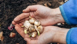 Posadź teraz pod drzewami. Przez lata będą tworzyć kolorowy dywan
