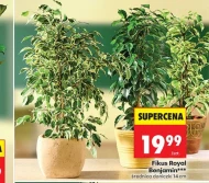 Fikus Royal
