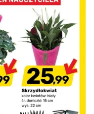 Skrzydłokwiat