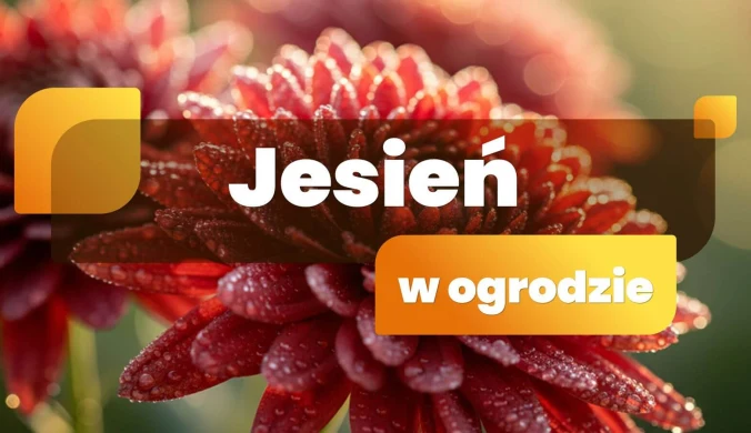 Jesień w ogrodzie
