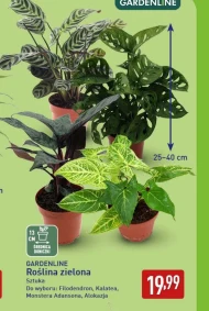 Roślina doniczkowa Gardenline