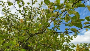 Wymieszaj jodynę z octem i spryskaj drzewka. Wiosną choroby odpuszczą