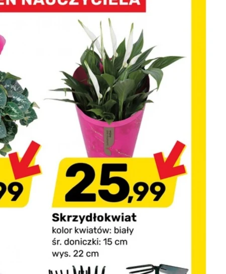 Крилата квітка