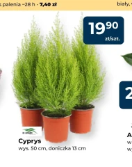 Cyprys