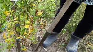Wylej na grządkę po pomidorach. Odkażenie gleby zajmie chwilę