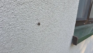 Przybyła z Chin i właśnie pcha się do mieszkań. Jak się pozbyć intruza?