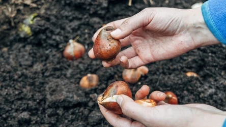 Jak rozpoznać zdrowe cebulki tulipanów?