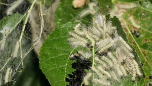 Hyphantria cunea, oprzędnica jesienna