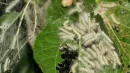 Hyphantria cunea, oprzędnica jesienna