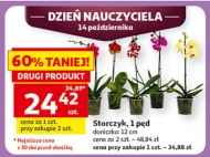Storczyk