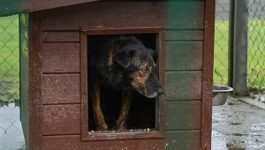 Organizacje zwracają uwagę, że odpowiednie przepisy powinny uwzględniać nie tylko minimalną powierzchnię kojca, ale również m.in. możliwość swobodnego poruszania się, odpoczynku, zmiany pozycji, realizowania naturalnych zachowań