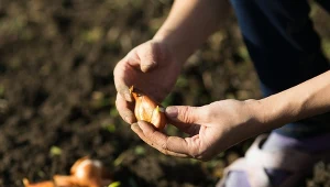 Posadziłam żonkile według prostej zasady. Wszystkie kiełkują i nie gniją