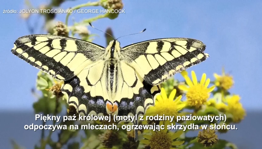 W jaki sposób motyle wykorzystują wzory na skrzydłach, by zmylić drapieżniki
