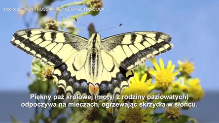 W jaki sposób motyle wykorzystują wzory na skrzydłach, by zmylić drapieżniki