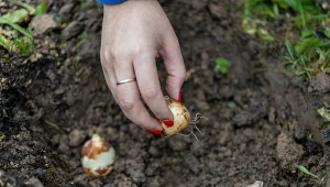 Posadziłam żonkile według prostej zasady. Wszystkie kiełkują i nie gniją