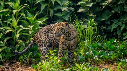 Jaguary są mieszkańcami gęstych lasów Ameryki Środkowej i Południowej