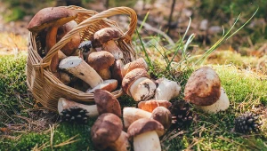 40 borowików w jednym koszyku. W tych lasach grzybów jest teraz najwięcej