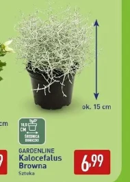Kalocefalus Gardenline