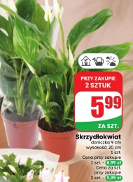 Skrzydłokwiat