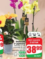 Орхідея Storczyk