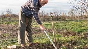 To najlepszy jesienny sposób na turkucia. Potrzeba obornika i łopaty