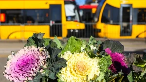 Zamiast chryzantem postaw na te kwiaty. Dobrze znoszą chłód i długo kwitną