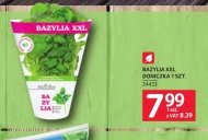 Bazylia