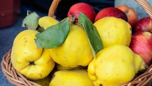 Działają jak naturalny odświeżacz powietrza. Kilka sztuk i w domu pachnie