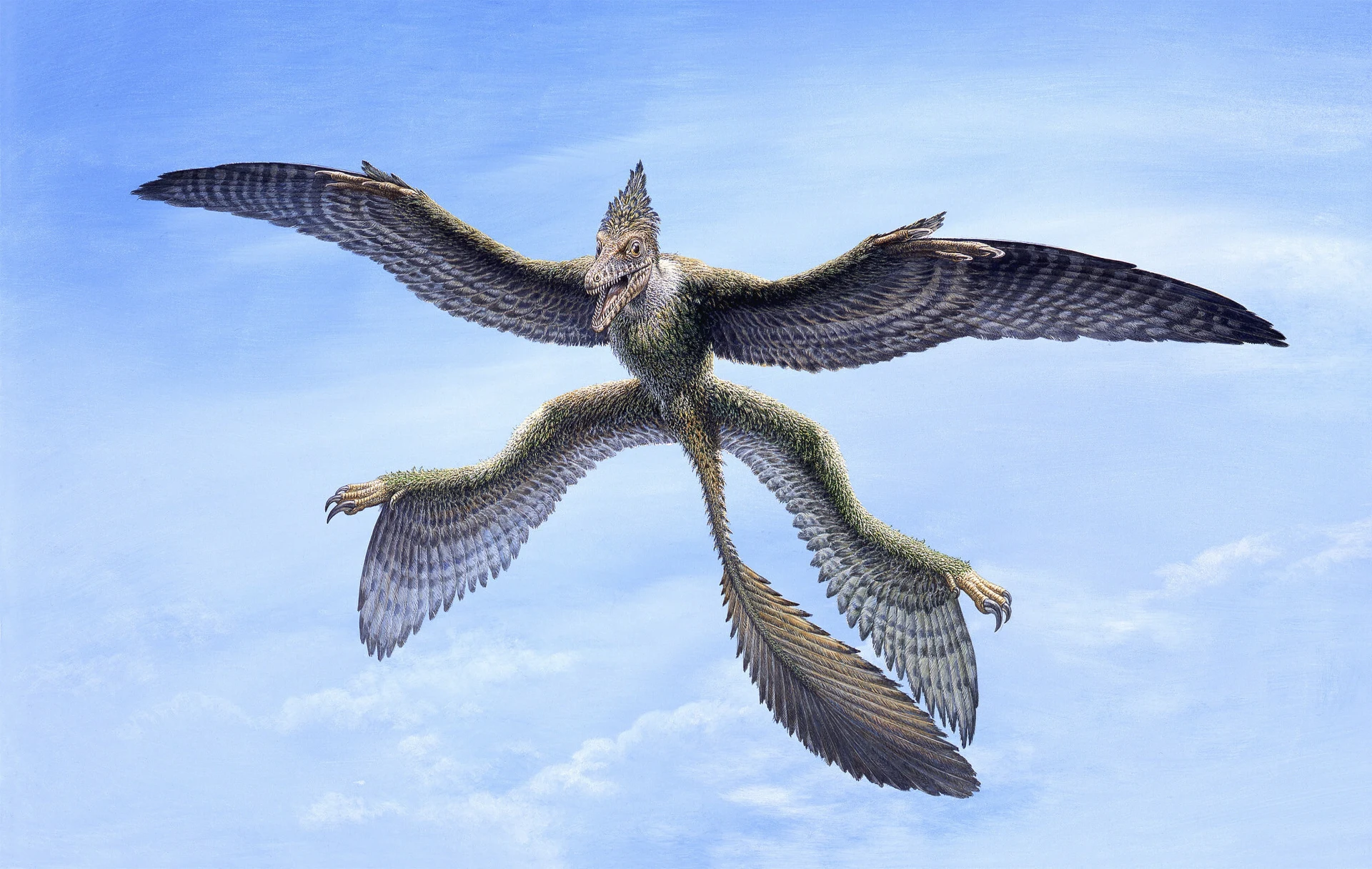 Mikroraptor z czterema skrzydłami i pierzastym ogonem szybujący na tle jasnego nieba.