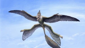 Mikroraptor miał pióra pozwalające na lot szybowy
