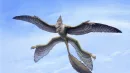 Mikroraptor miał pióra pozwalające na lot szybowy