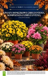Znicze na 1 listopada - Stokrotka Supermarket