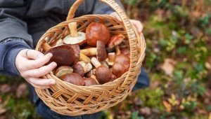 Po zjedzeniu grzybów nie czekaj na objawy, jeśli masz wątpliwości co do ich gatunku. Należy niezwłocznie skontaktować się z lekarzem1