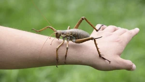 Weta to ogromne, nielotne owady z Nowej Zelandii. Są przykładem unikalności fauny tego zakątka świata