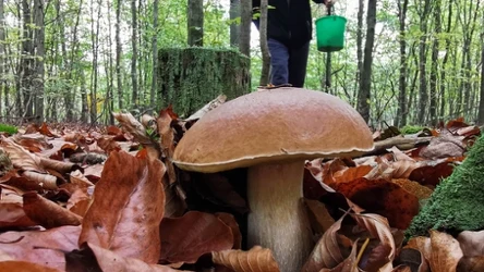 Grzybiarze z południa Polski mają powody do radości. Właśnie trwa jesienny wysyp grzybów.
