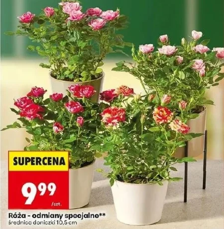 Роза