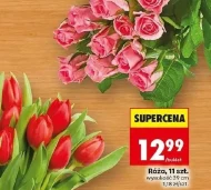 Róża