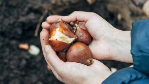 Włóż do dołka przy sadzeniu cebulek. To prawdziwy mur dla nornic