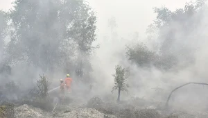 Pożary w Indonezji trawią lasy tego azjatyckiego państwa