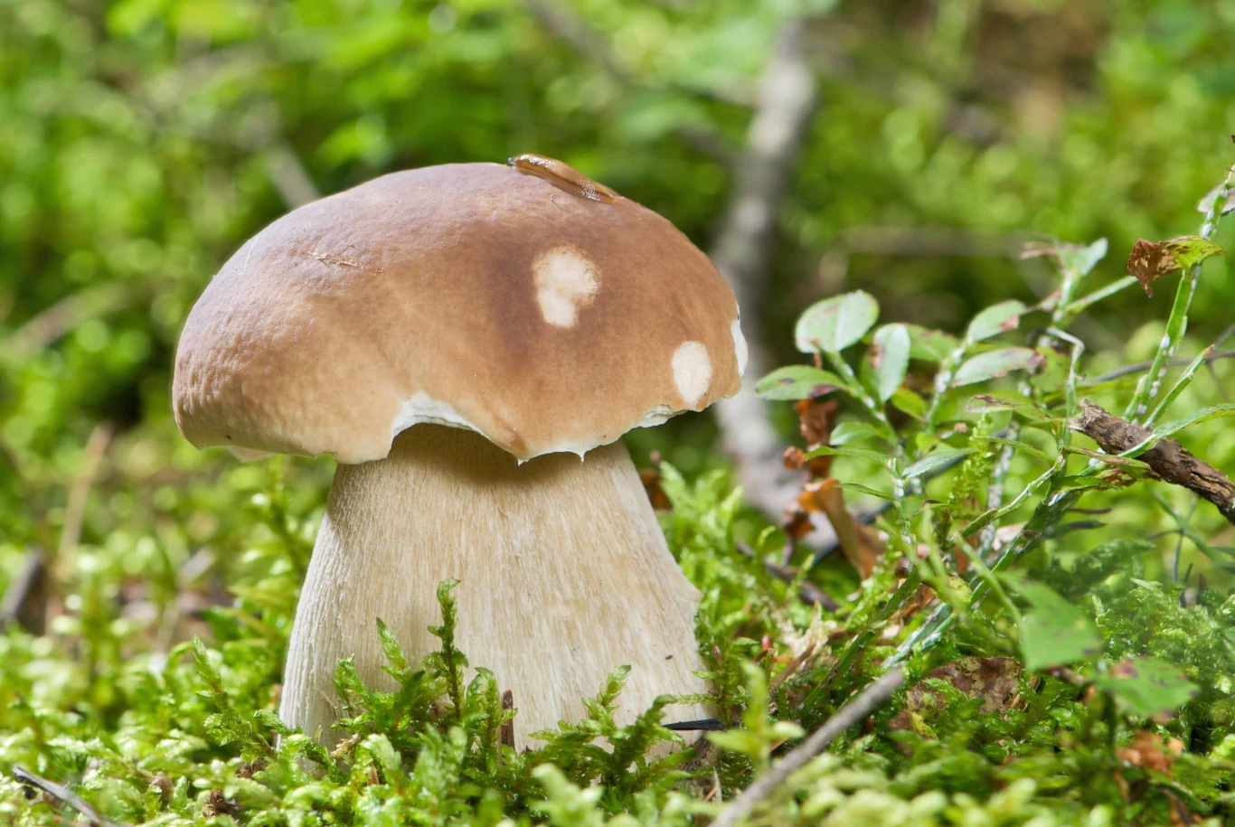 borowik brzozowy Borowik szlachetny o brązowym kapeluszu i jasnym trzonie rośnie na zielonym mchu wśród drobnych gałązek i liści leśnych roślin.