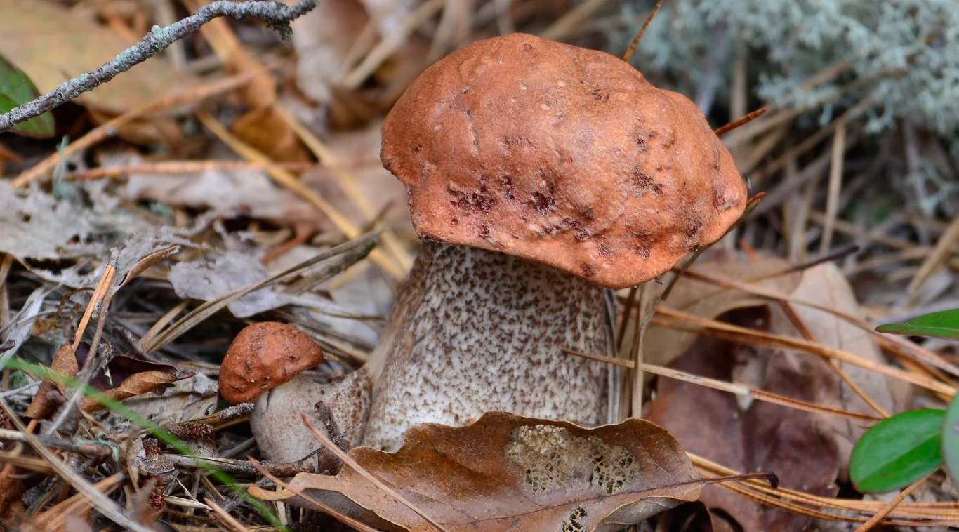 Koźlarz pomarańczowożółty Brązowy koźlarz z charakterystycznym pomarańczowym kapeluszem rośnie wśród suchych liści i igliwia leśnego.