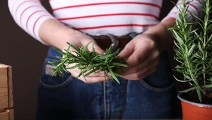 Zagotuj z rozmarynem. Ten naturalny odświeżacz zmieni zapach każdej kuchni